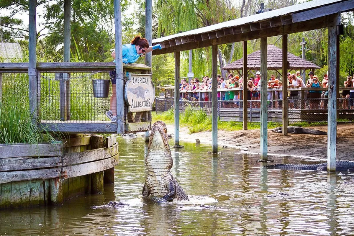 This image captures an exciting moment during an outdoor animal encounter, featuring a female zookeeper feeding an alligator in front of an engaged audience. Signage and lush greenery set the scene for a family-friendly attraction, emphasizing fun and learning in a dynamic setting.